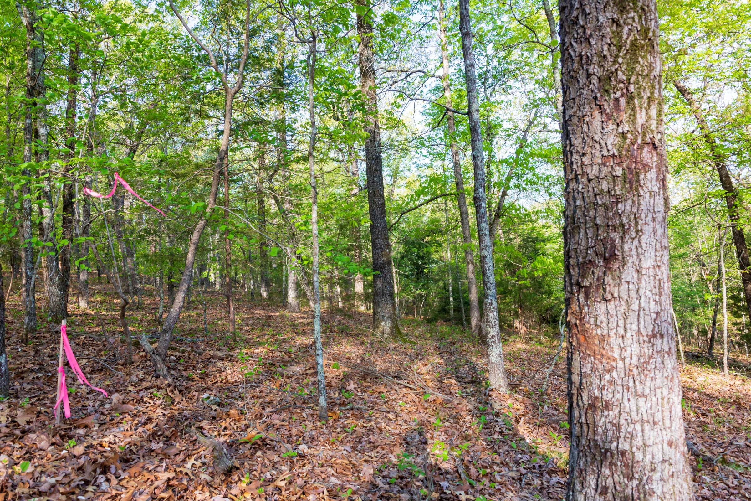 Autumnwood Tract 19 photo 2