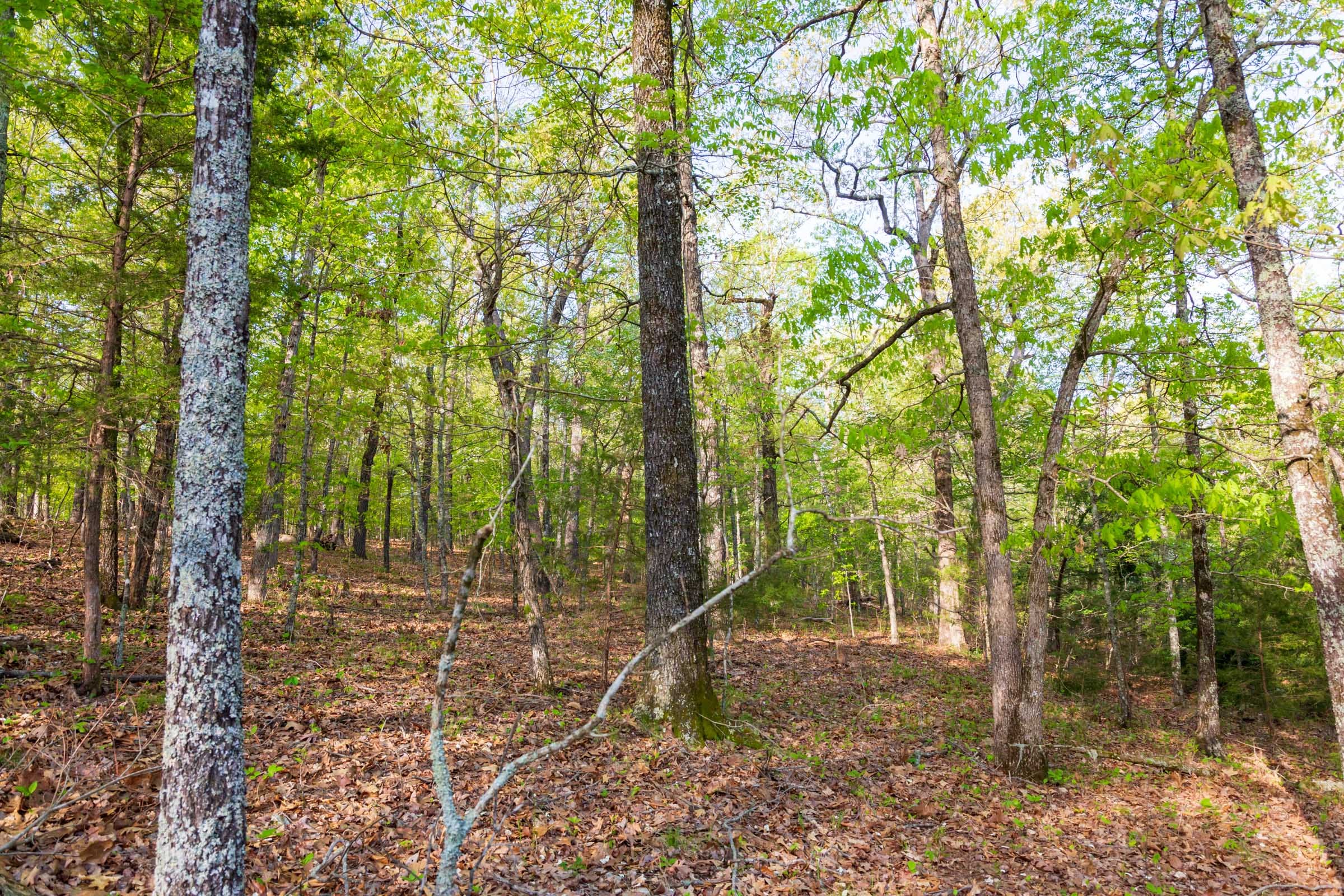 Autumnwood Tract 19 photo 3