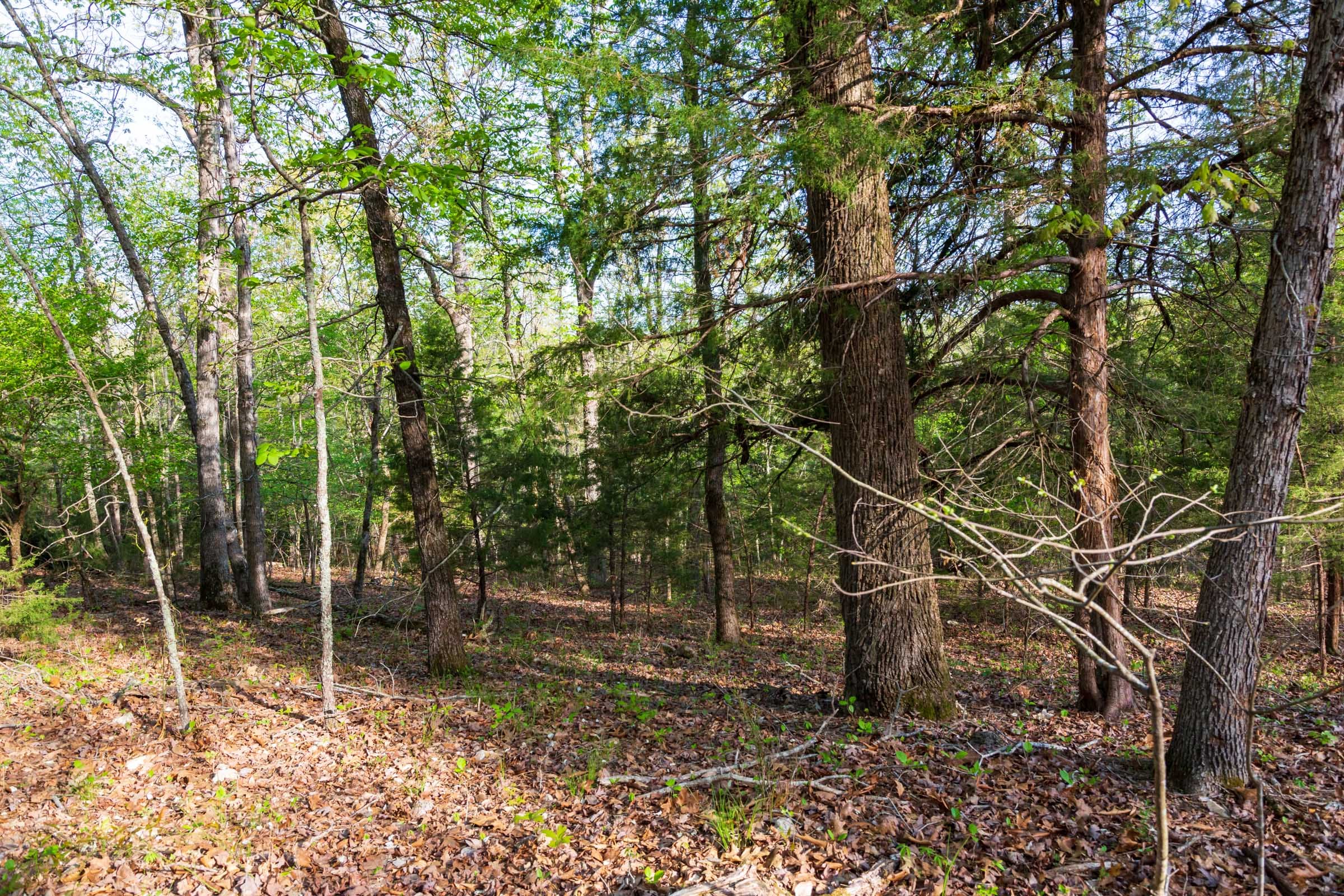 Autumnwood Tract 19 photo 4