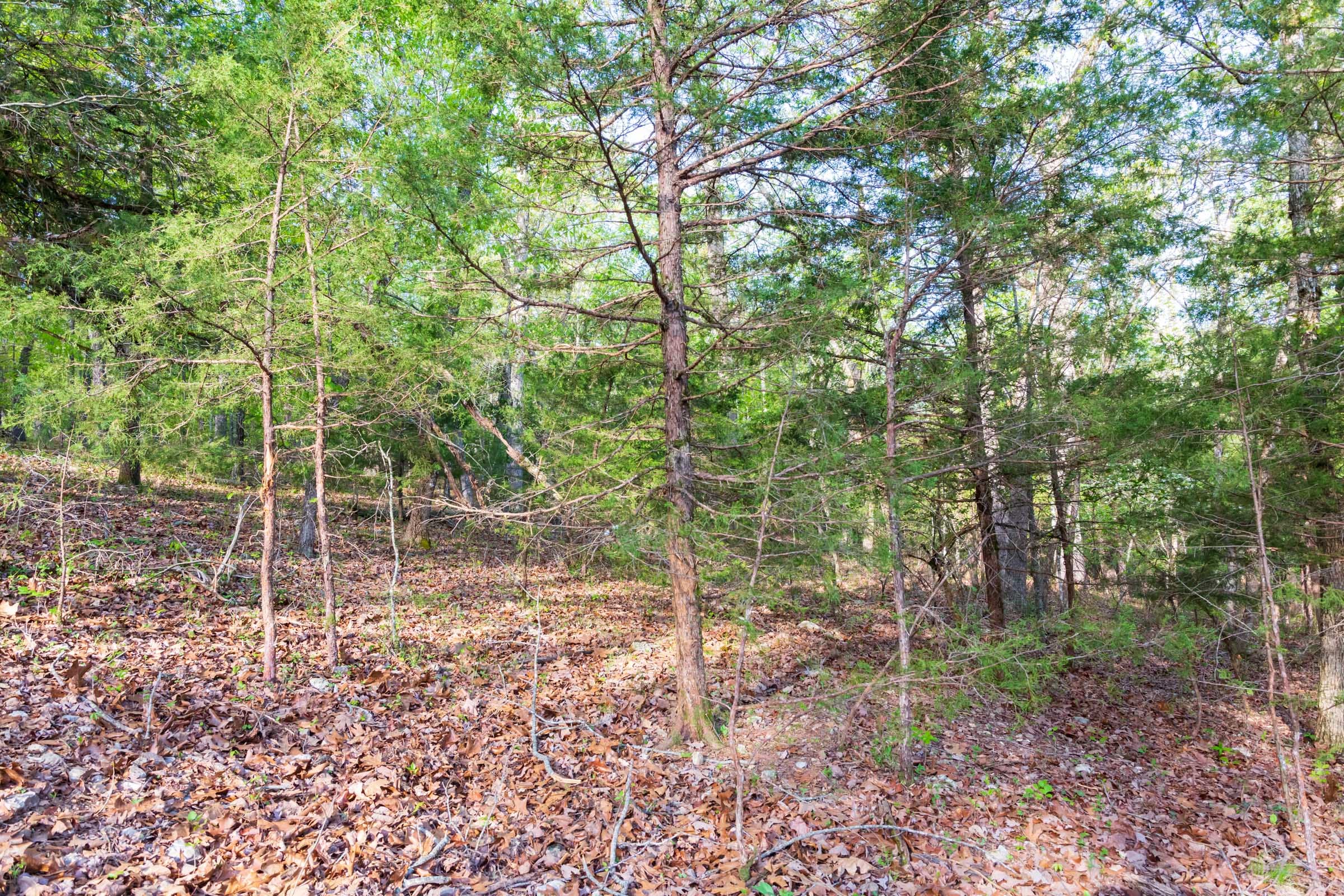Autumnwood Tract 19 photo 5