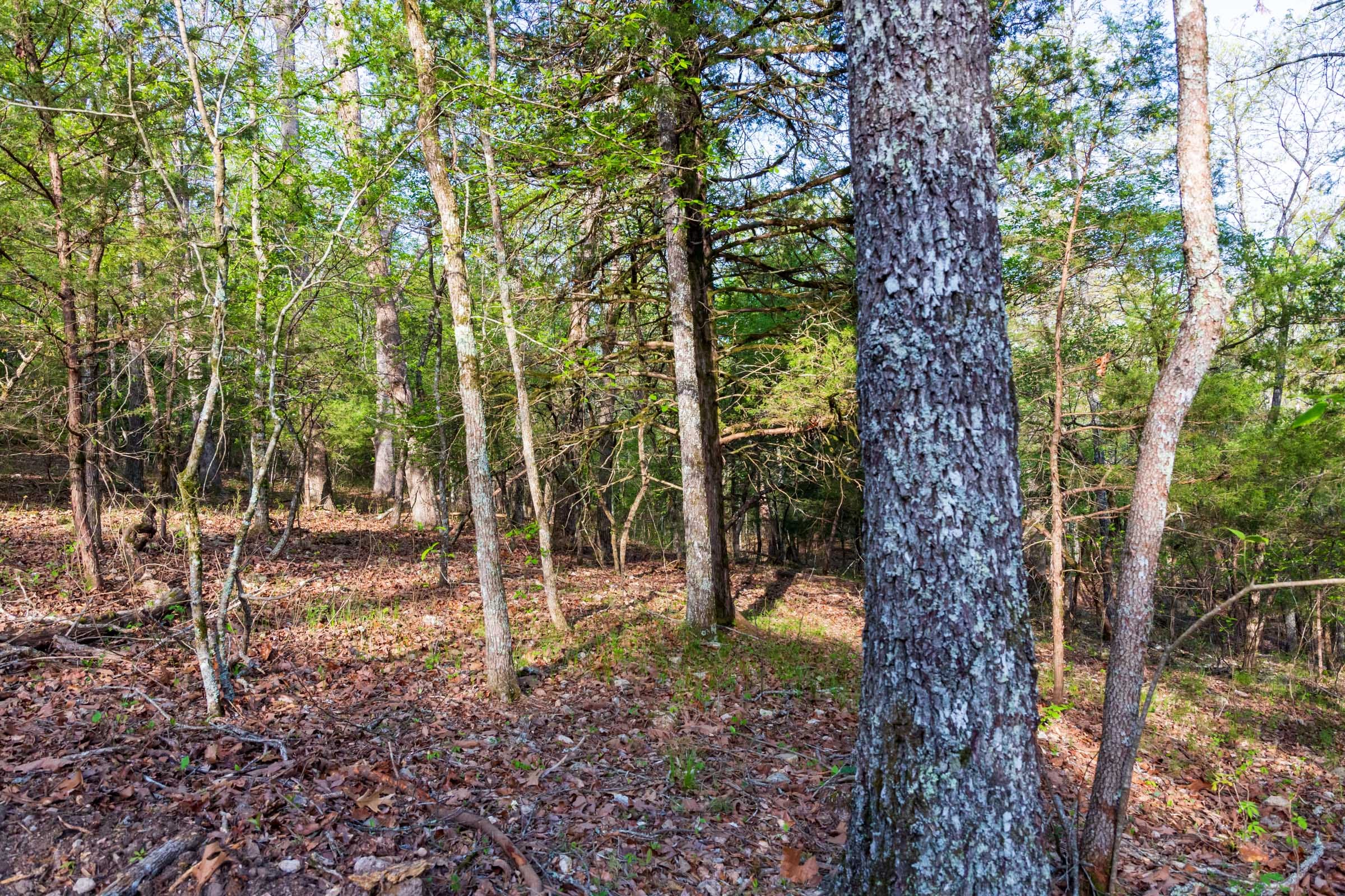 Autumnwood Tract 19 photo 7