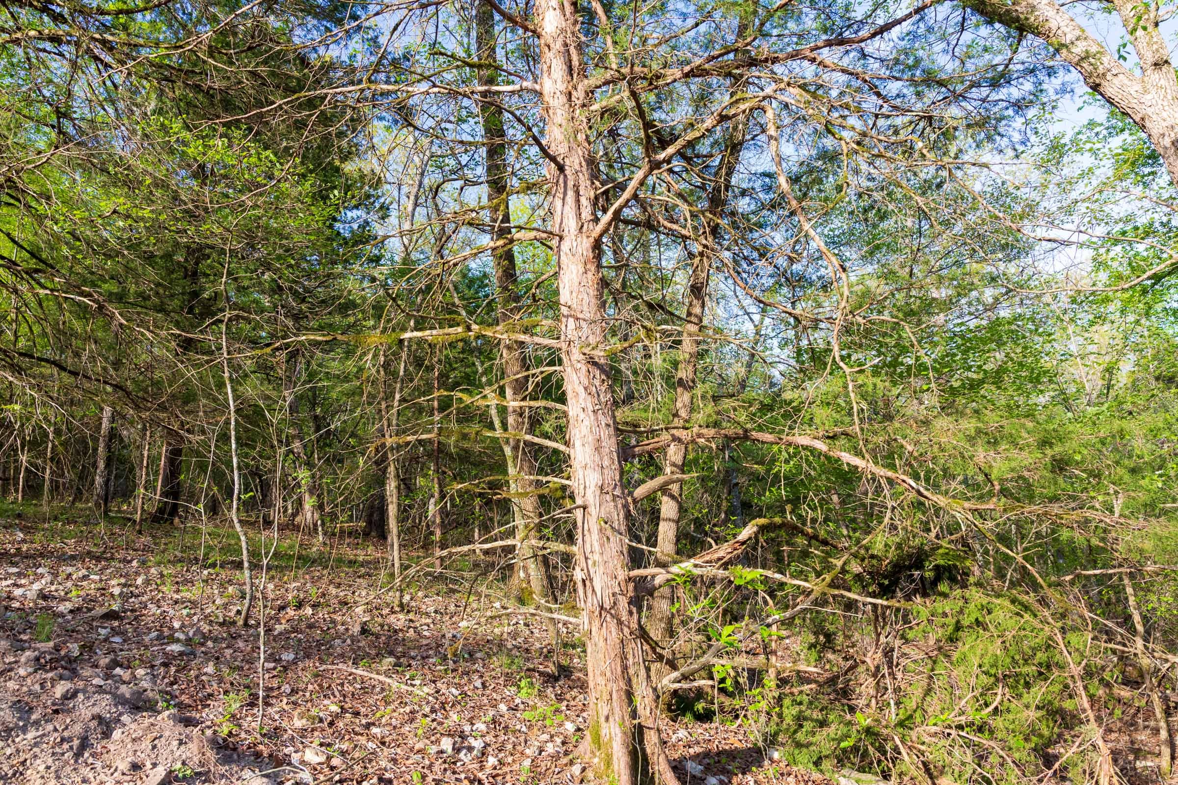 Autumnwood Tract 19 photo 8