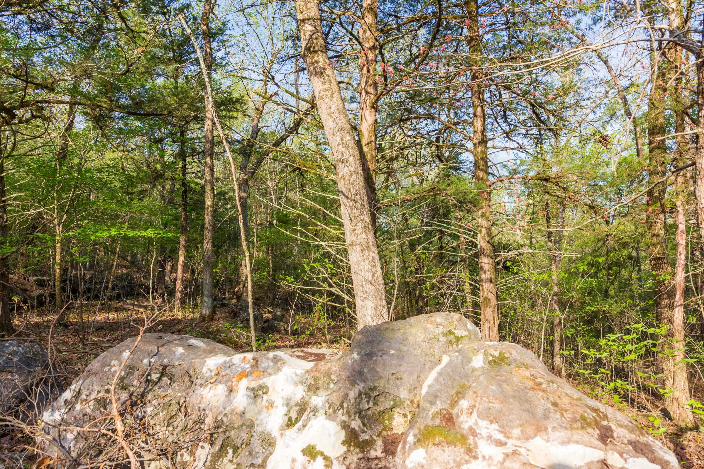 Autumnwood Tract 19 photo 9