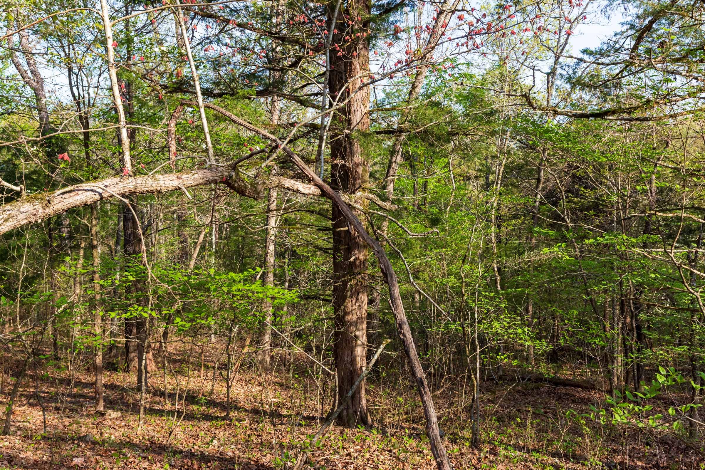 Autumnwood Tract 19 photo 10