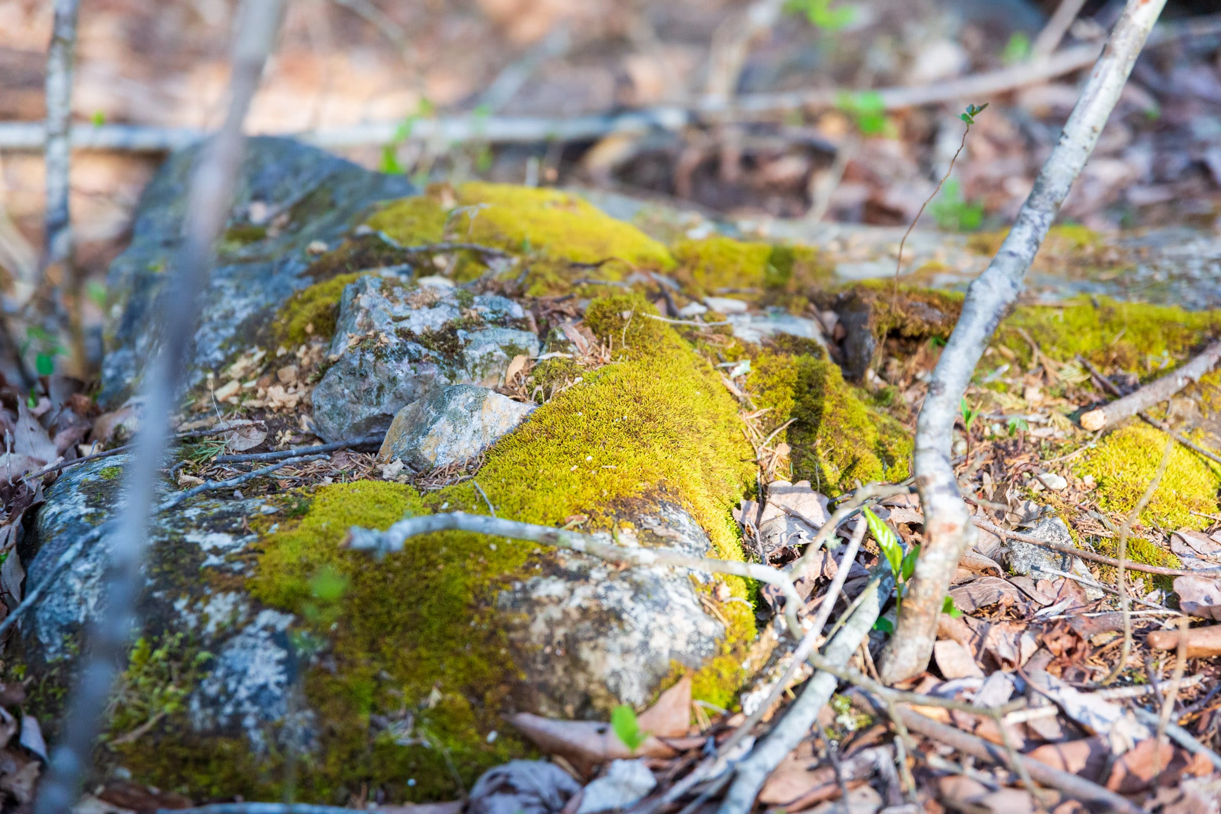 Autumnwood Tract 19 photo 15