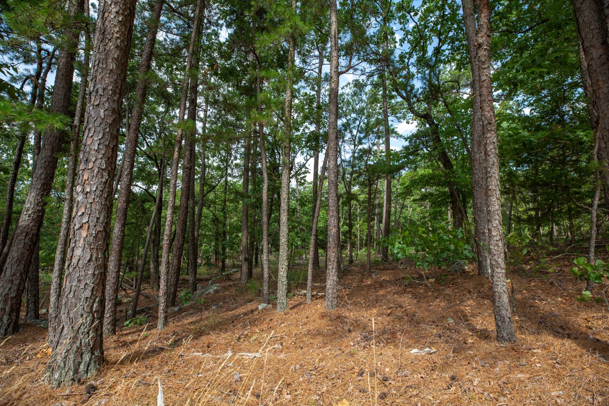 Eagle’s Nest Tract 40 photo 8