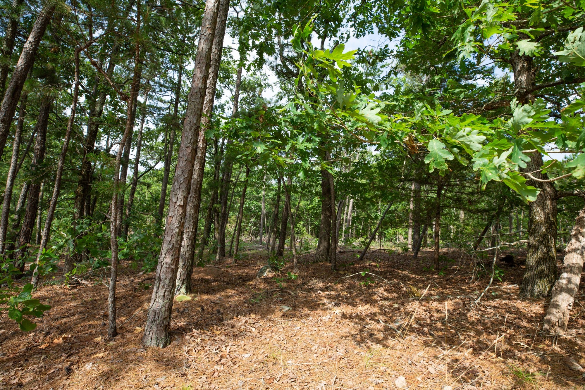 Eagle’s Nest Tract 40 photo 9