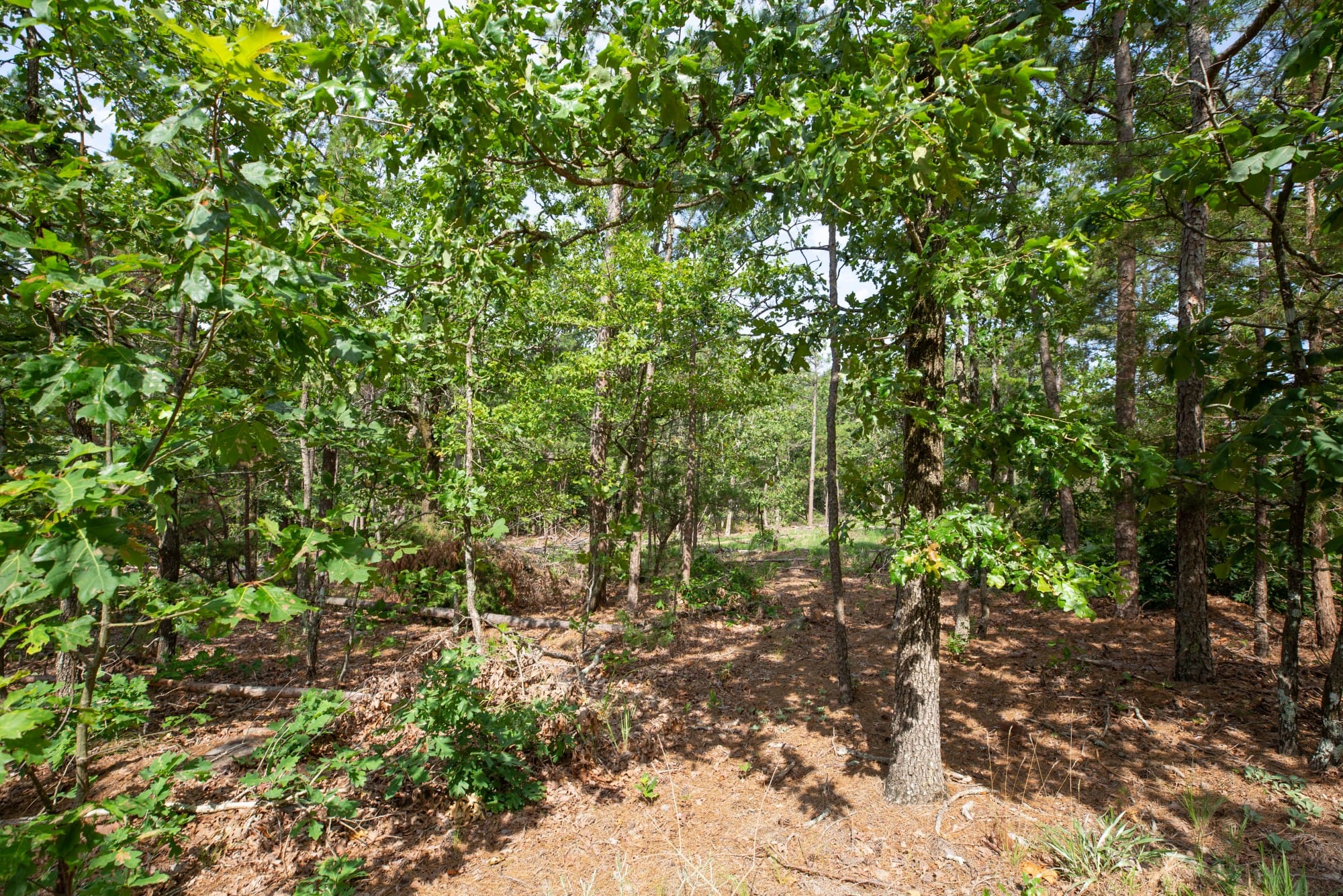 Eagle’s Nest Tract 40 photo 12