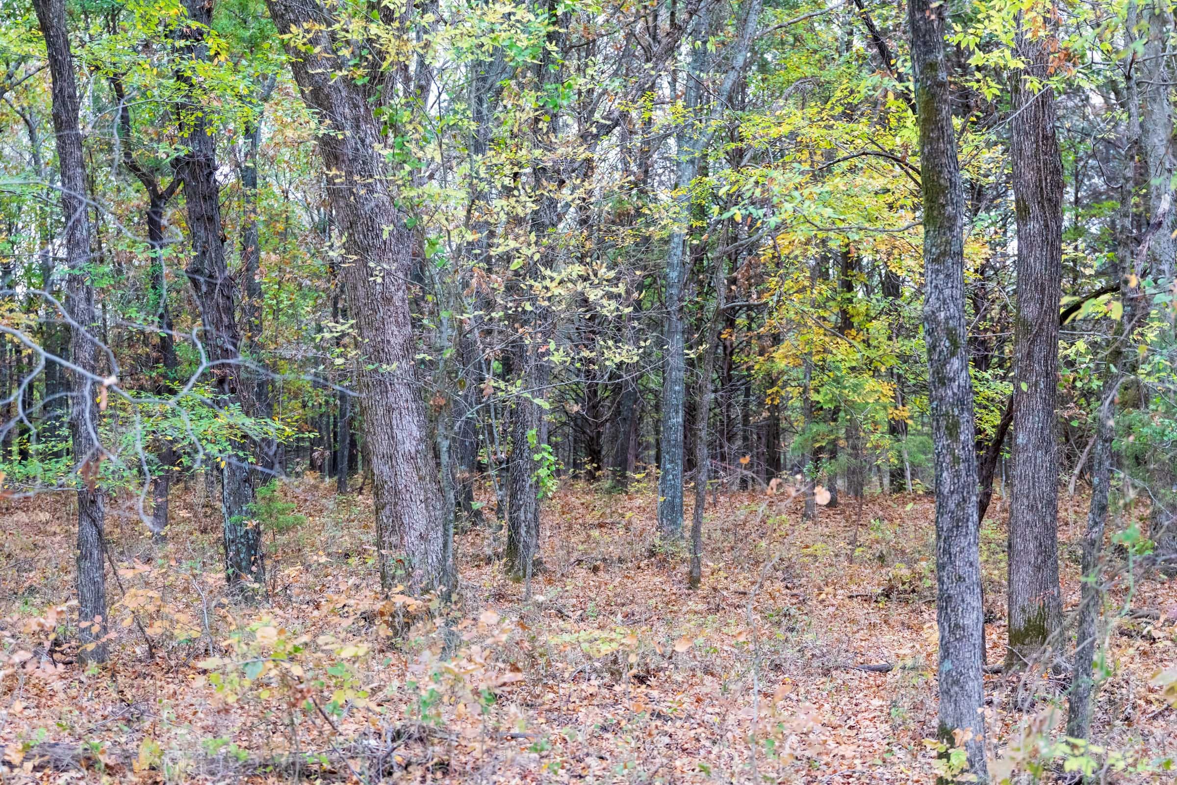 Crystal Springs Tract 4 photo 8