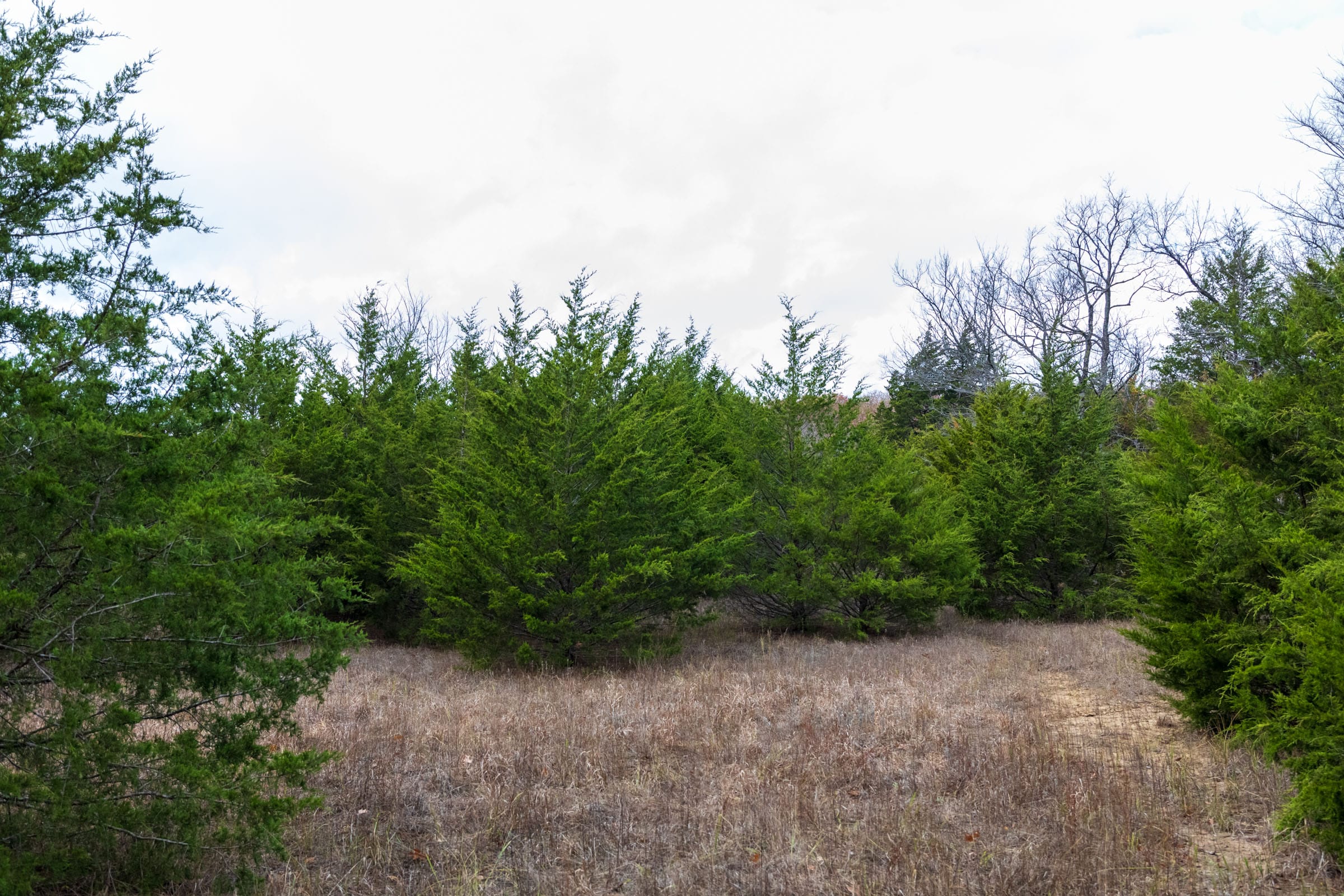 Crystal Springs Tract 4 photo 11