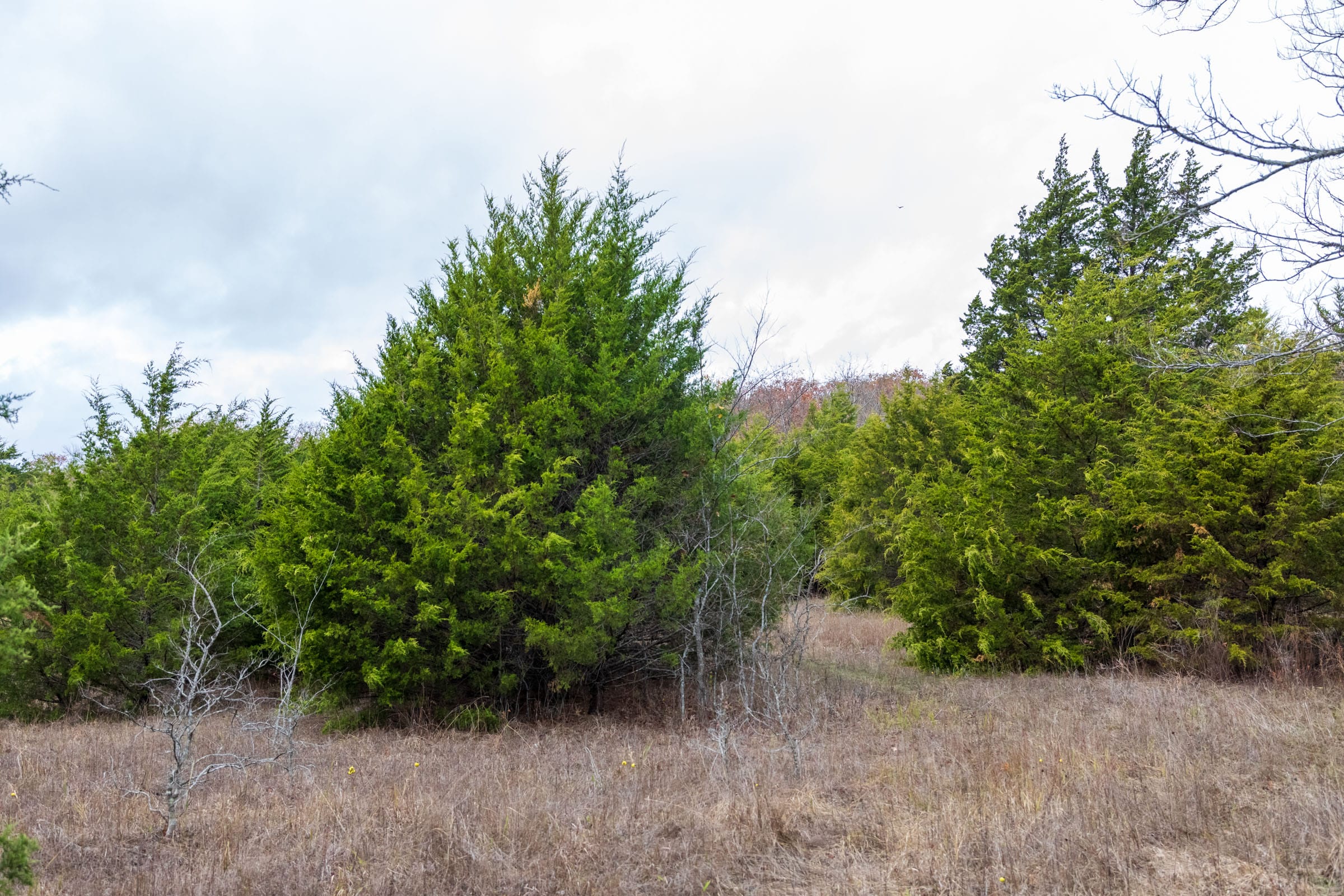Crystal Springs Tract 4 photo 12