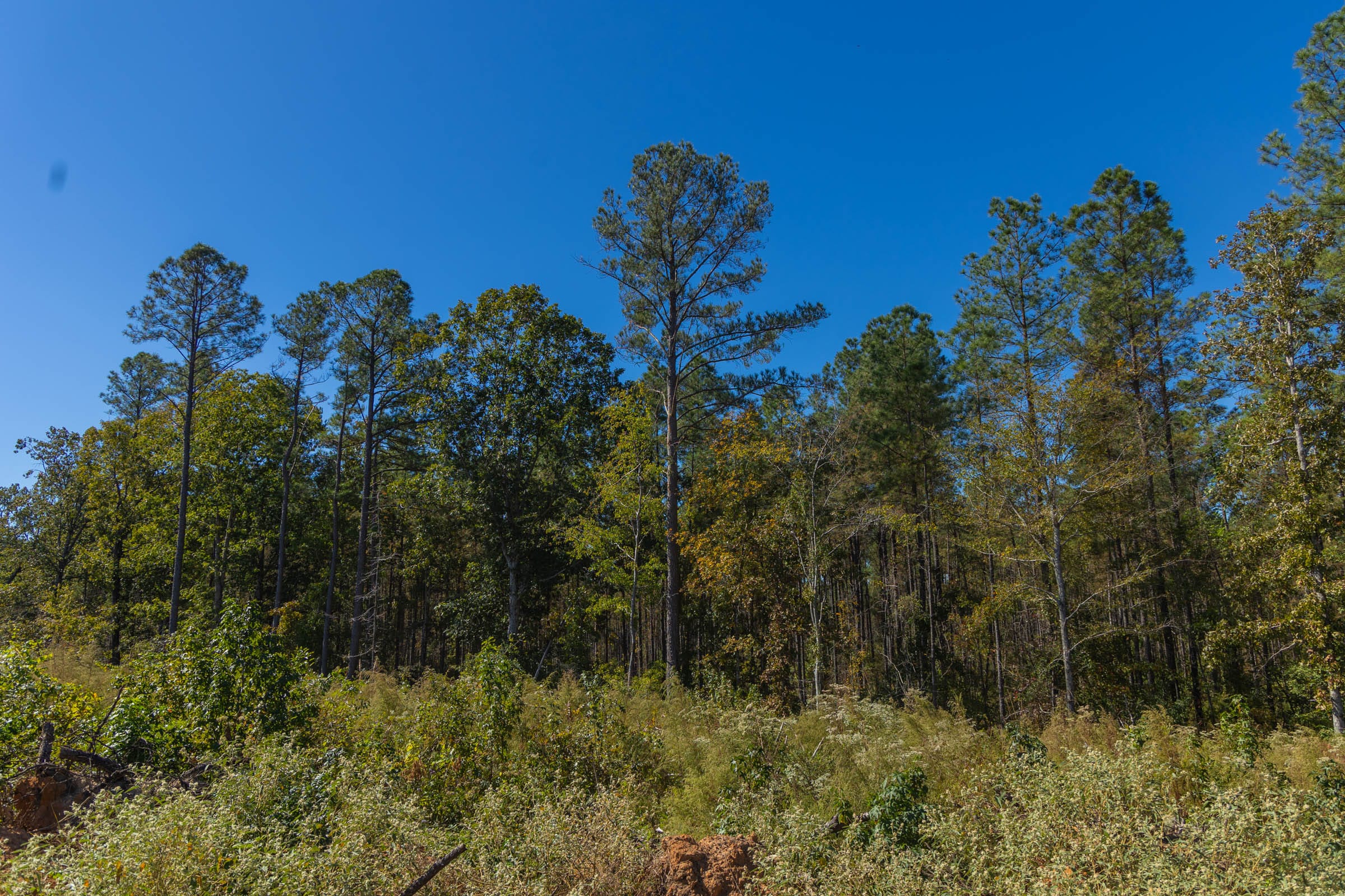 Meyer’s Ridge Tract 45 photo 14