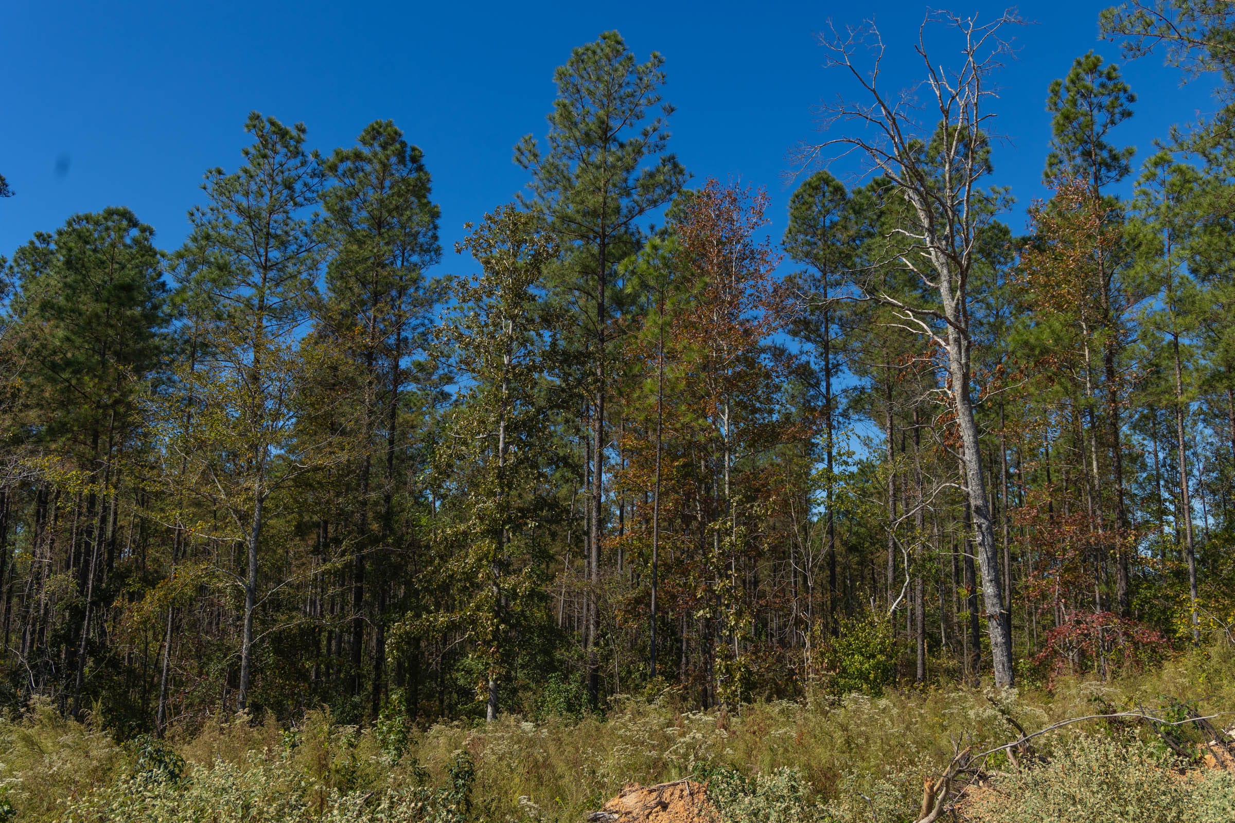Meyer’s Ridge Tract 45 photo 11