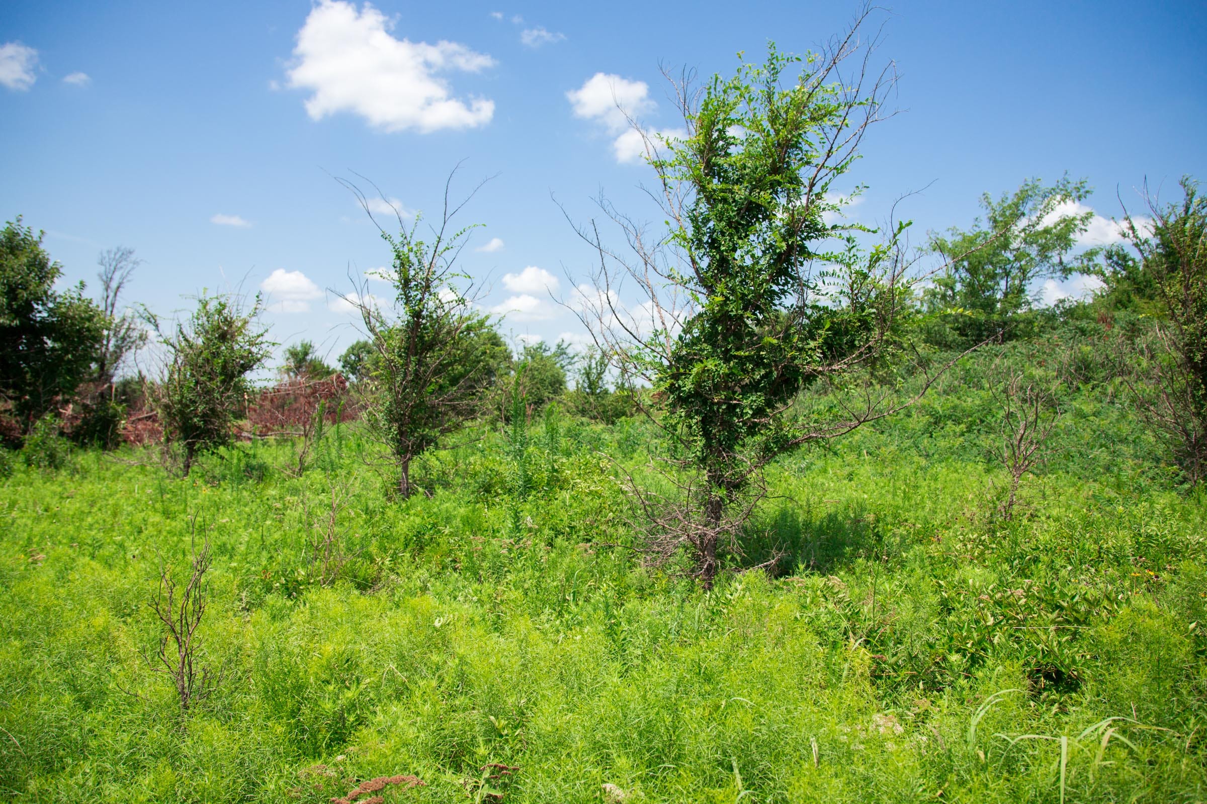 Deep Fork Ranch Tract 5 photo 10