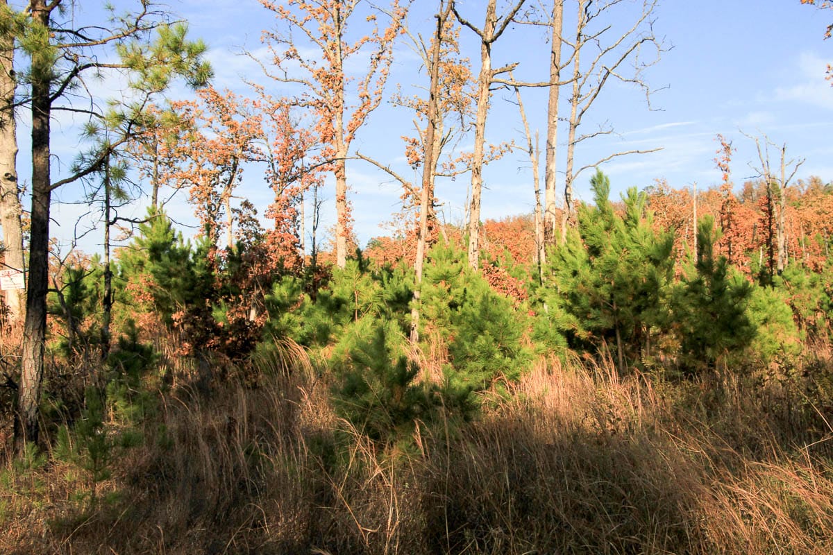 Stone Creek Phase III Tract 18 photo 8