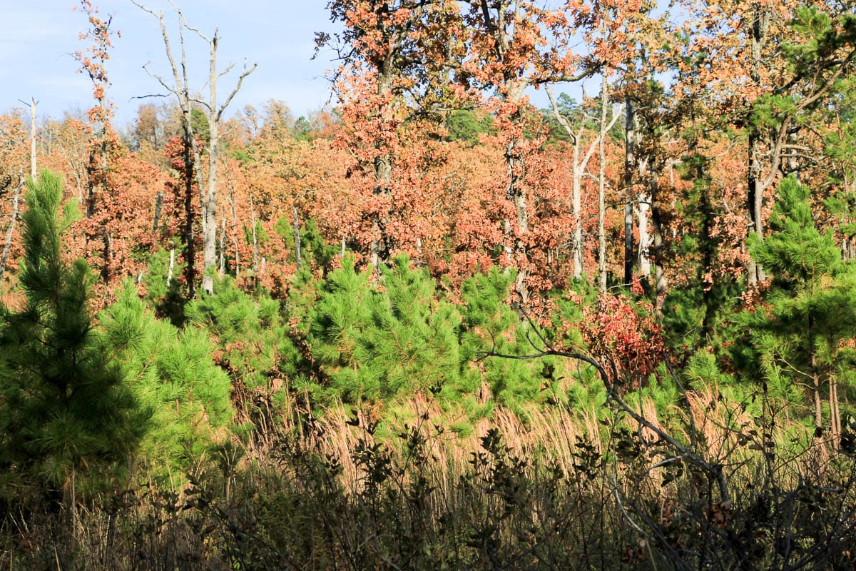 Stone Creek Phase III Tract 18 photo 9