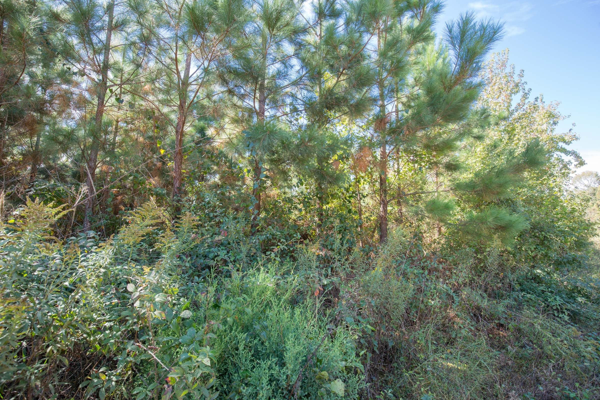 Brentwood Tract 5 photo 6