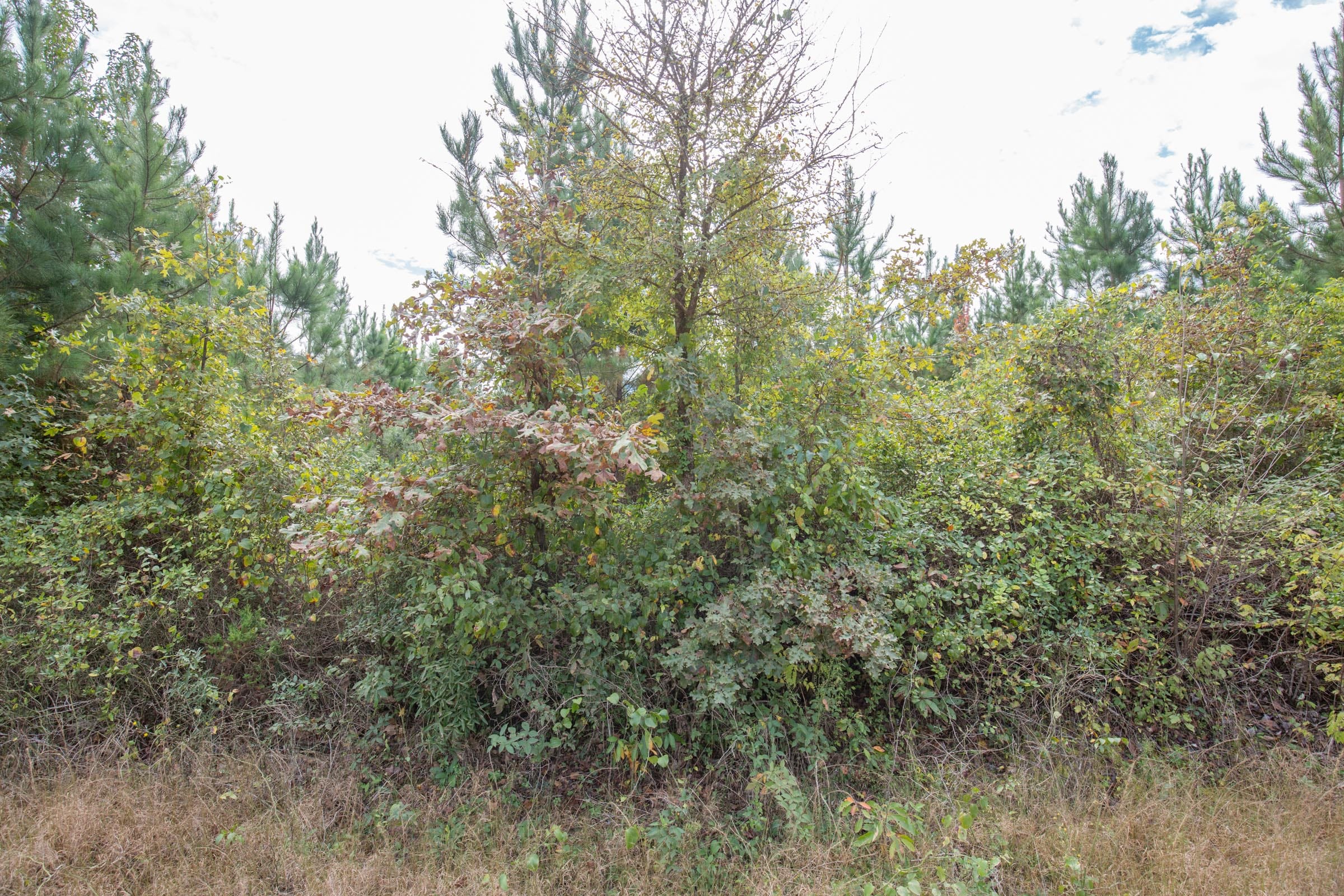 Brentwood Tract 5 photo 7