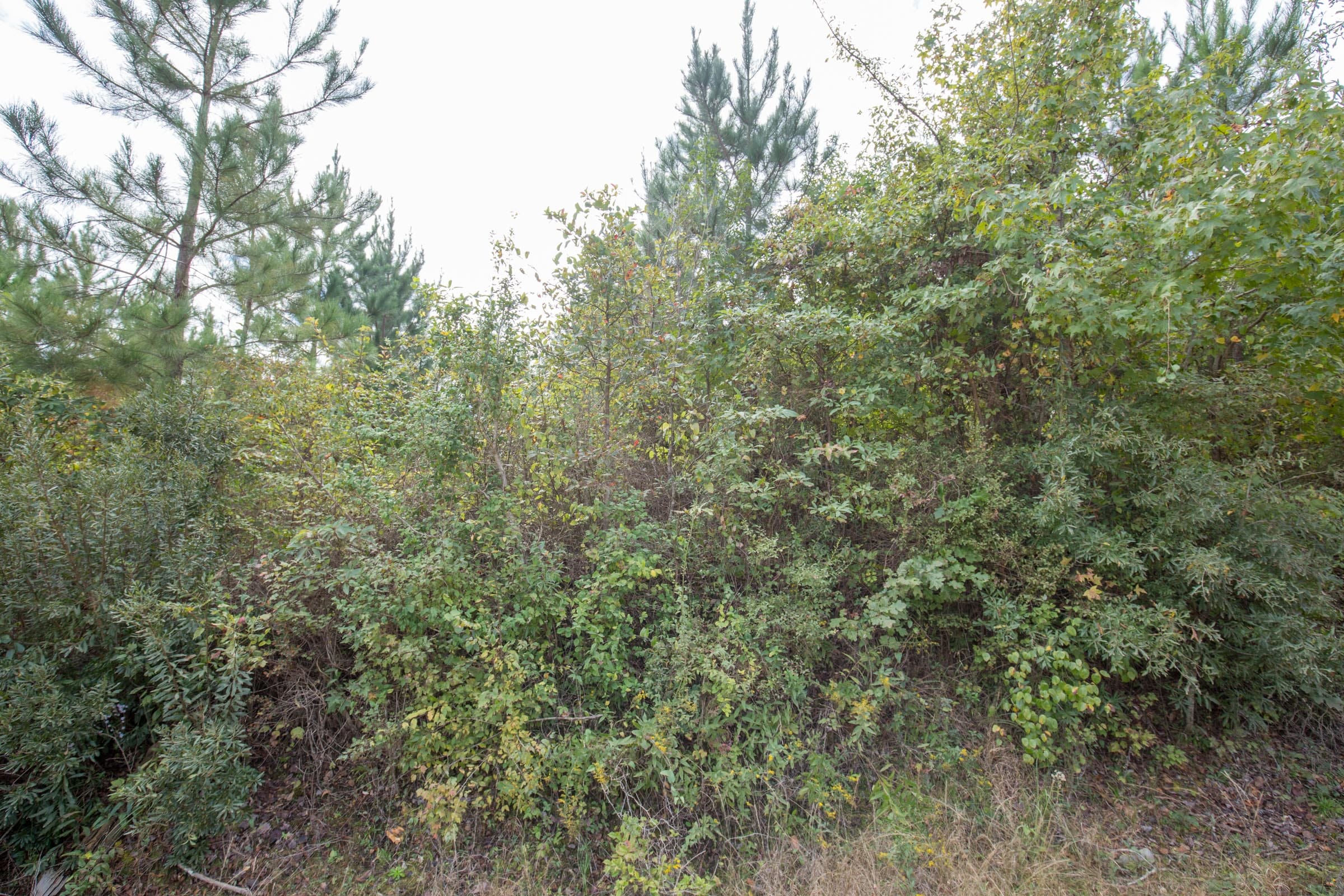 Brentwood Tract 5 photo 3