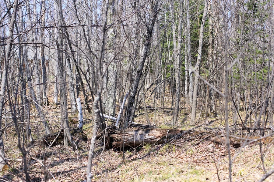 Abby Point Tract 15 photo 3