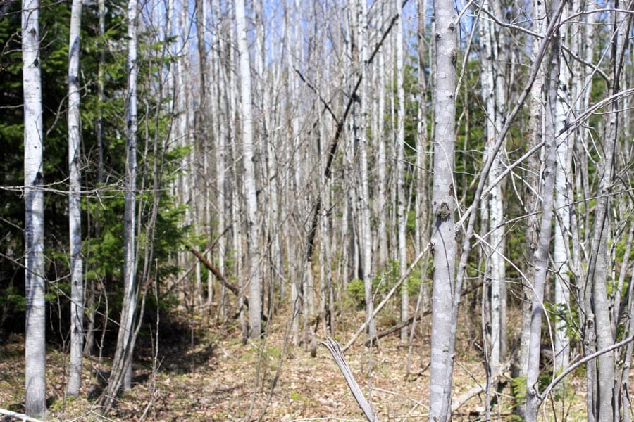 Abby Point Tract 15 photo 8