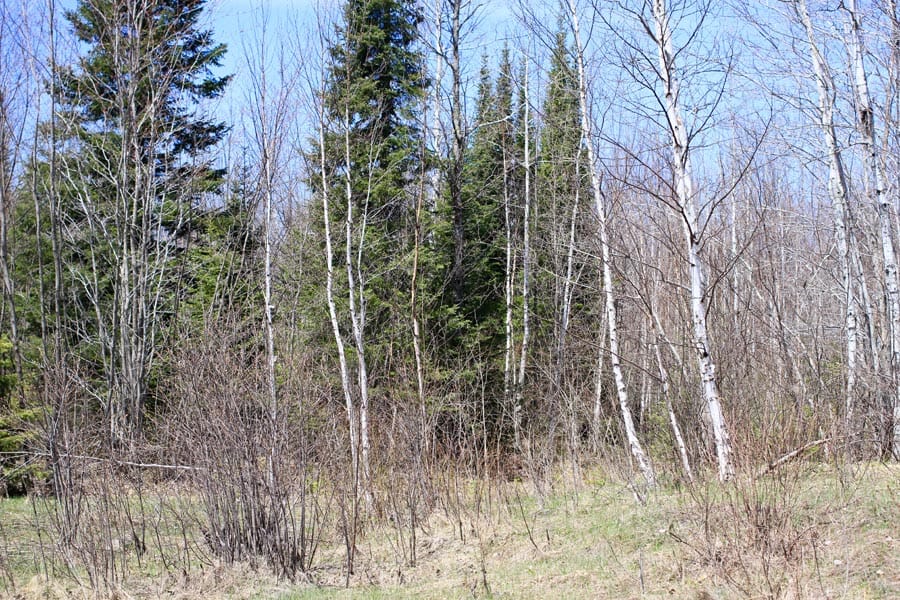 Abby Point Tract 15 photo 10