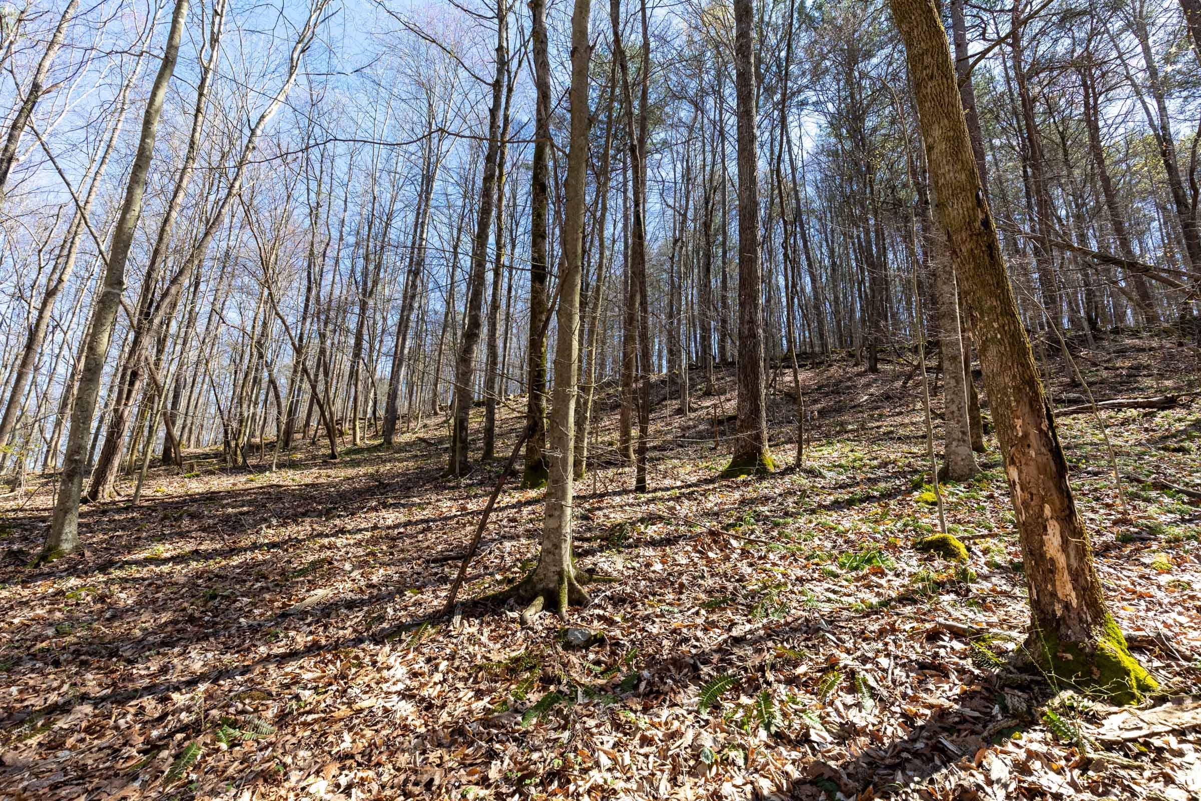 Woodland Heights Tract 15 photo 3