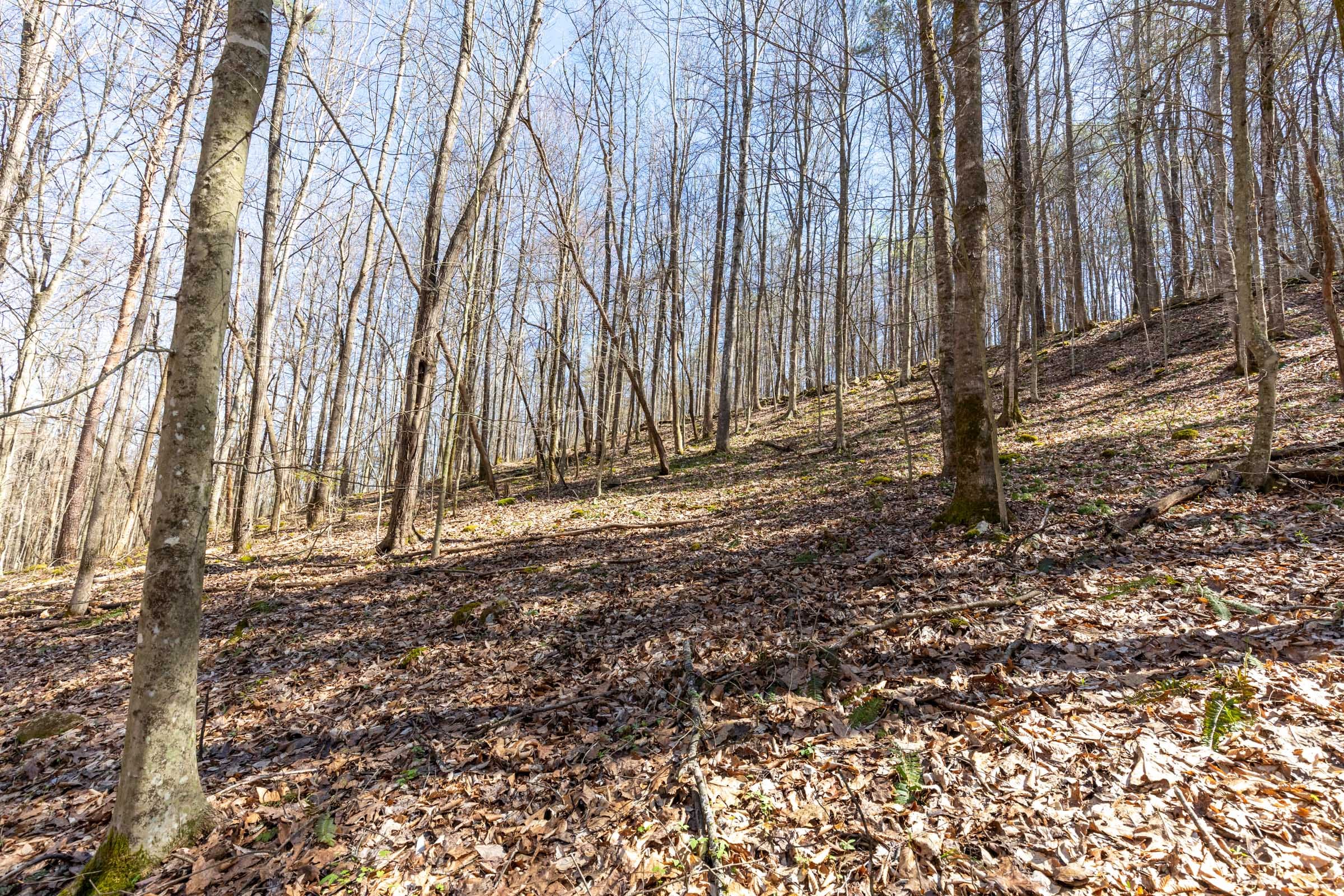 Woodland Heights Tract 15 photo 4