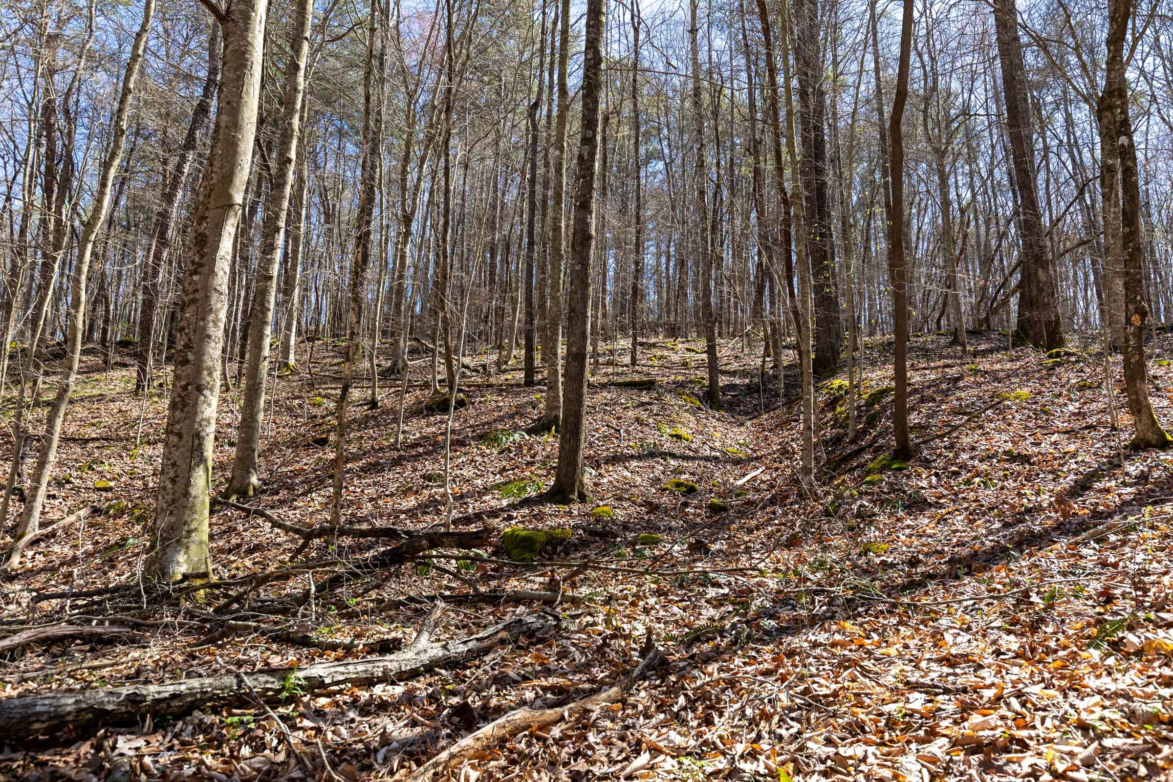 Woodland Heights Tract 15 photo 5