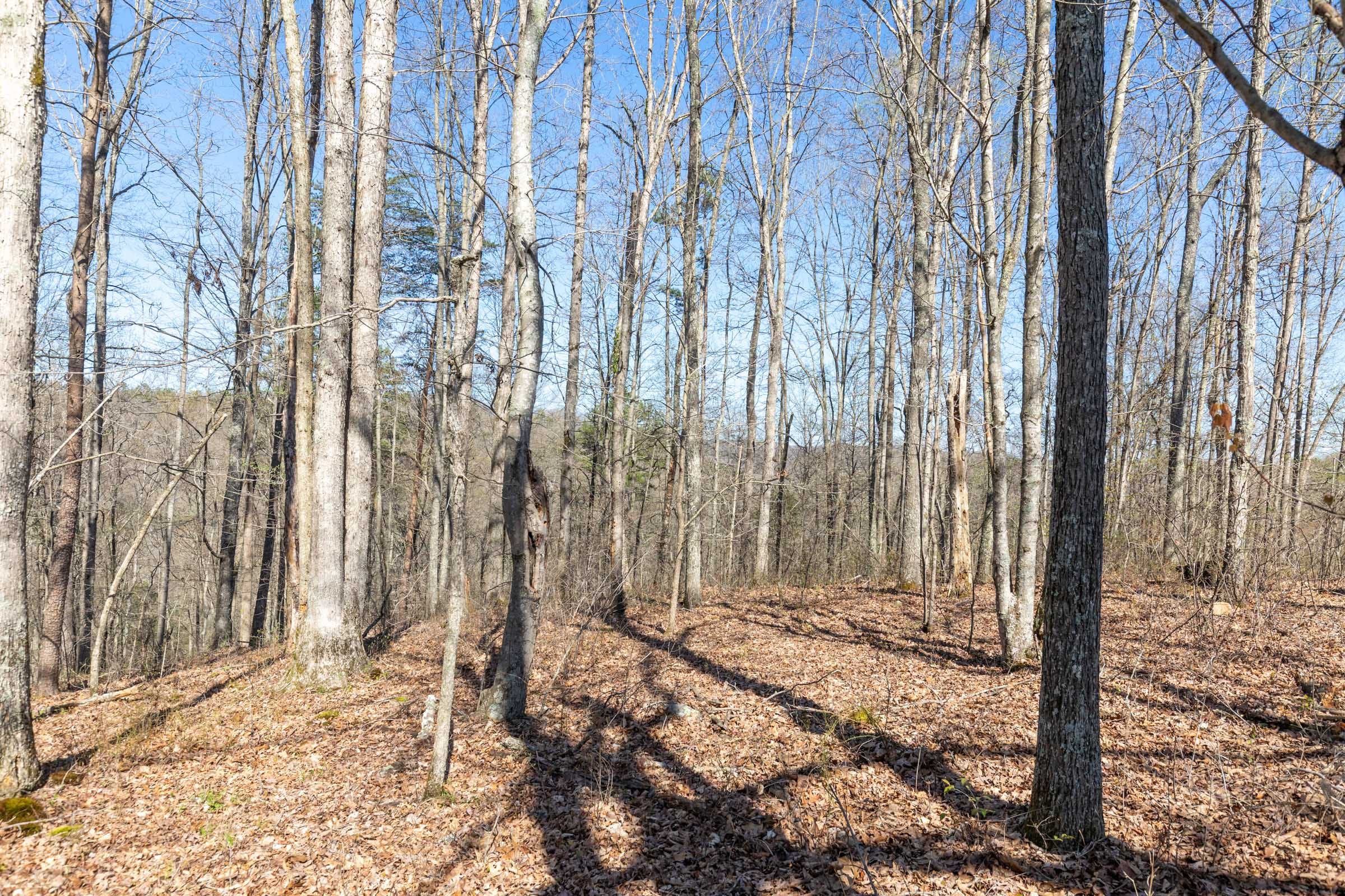 Woodland Heights Tract 15 photo 7
