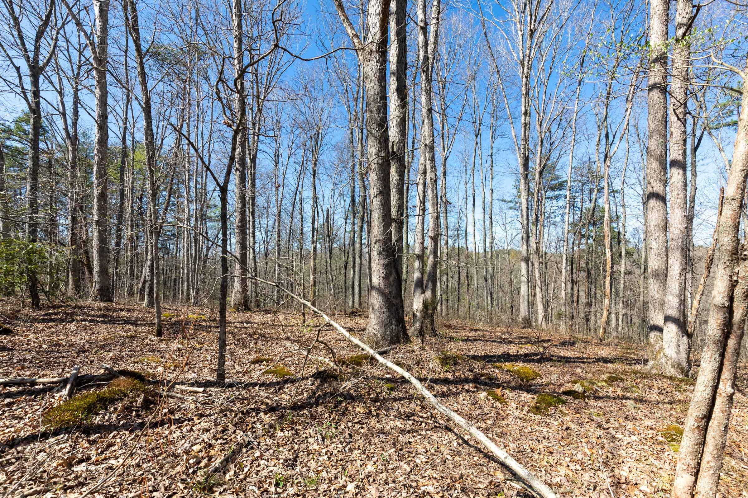 Woodland Heights Tract 15 photo 8