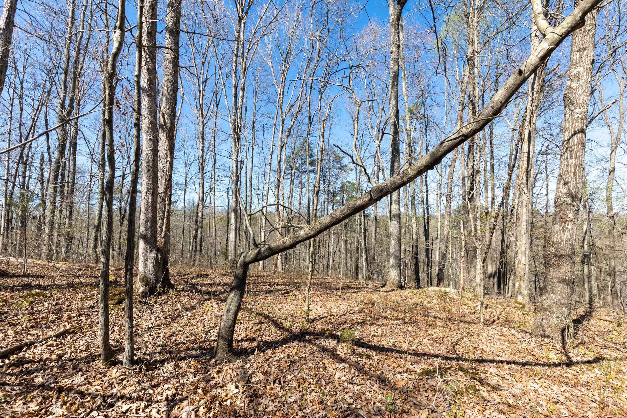 Woodland Heights Tract 15 photo 9