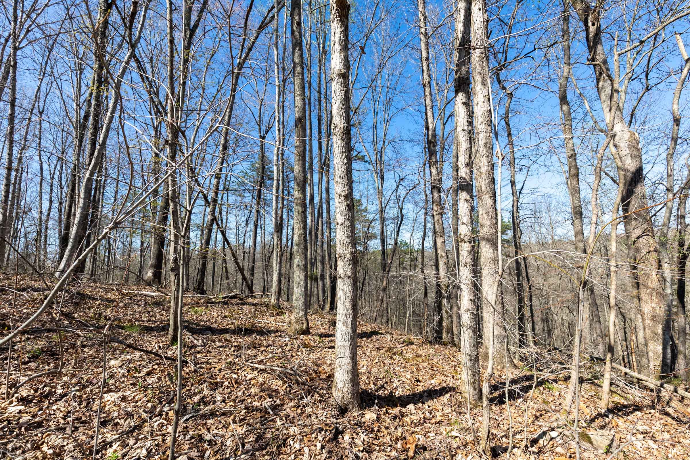 Woodland Heights Tract 15 photo 11