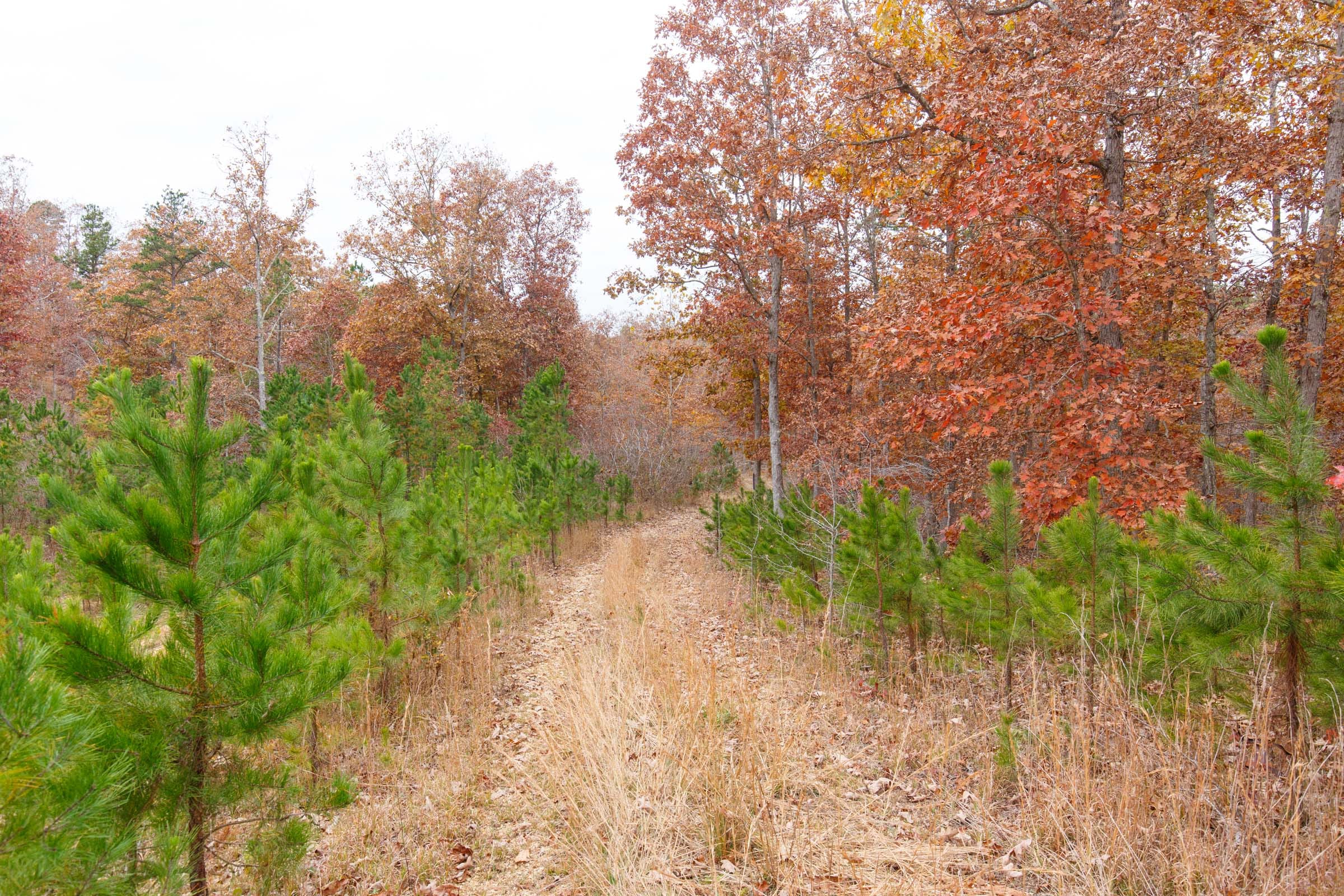 Hawkcrest Tract 19 photo 1