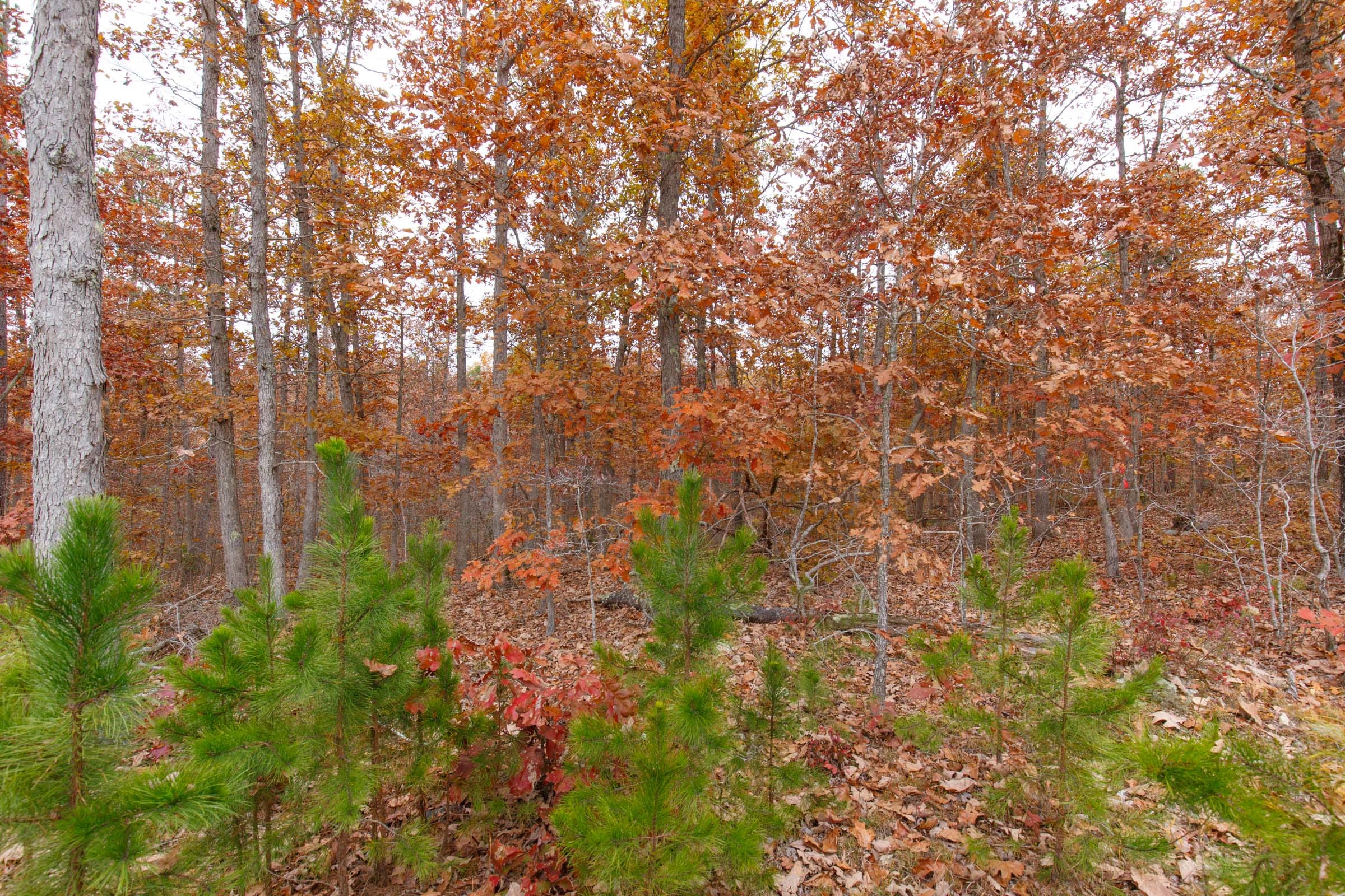 Hawkcrest Tract 19 photo 3