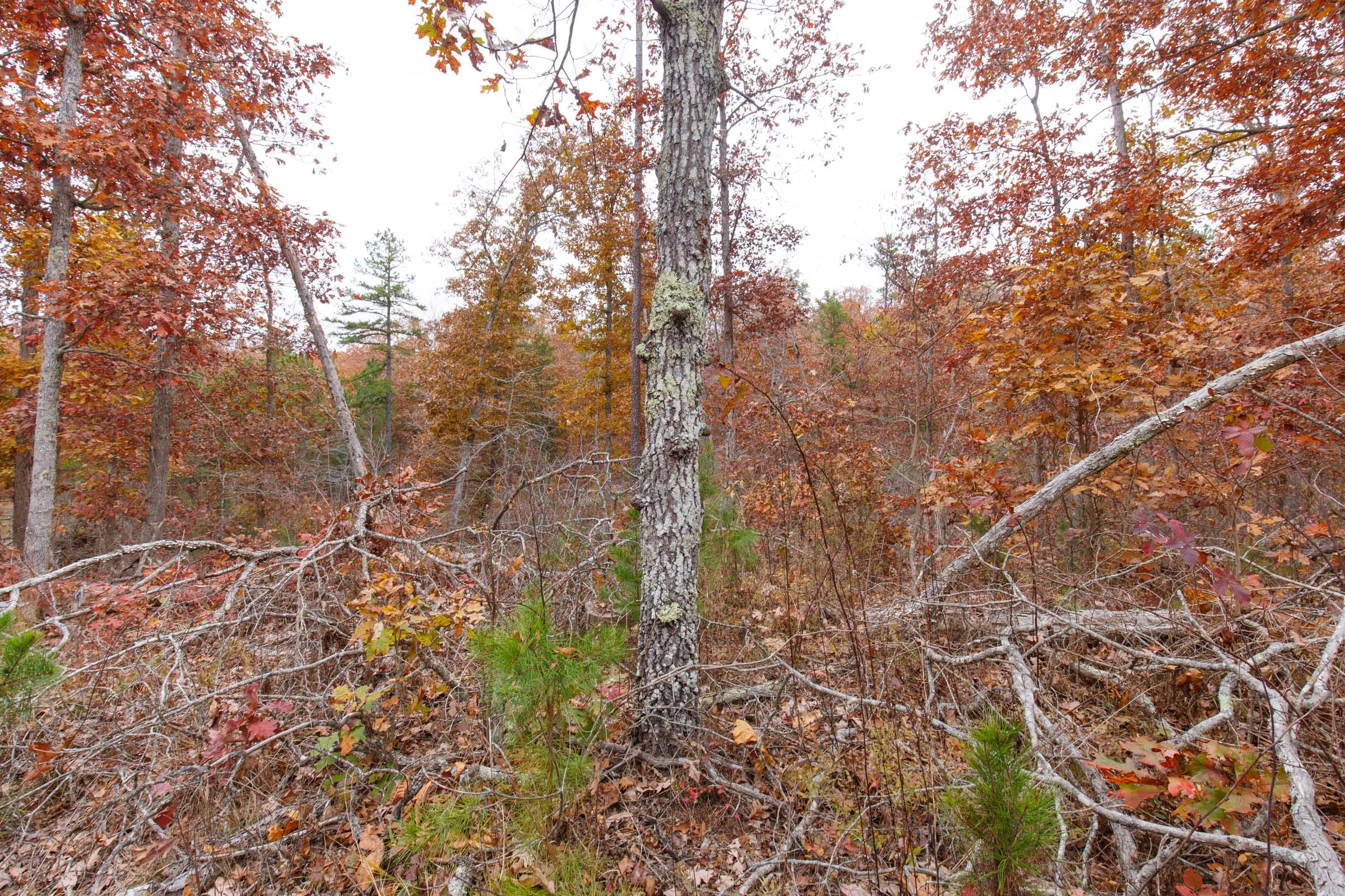 Hawkcrest Tract 19 photo 2