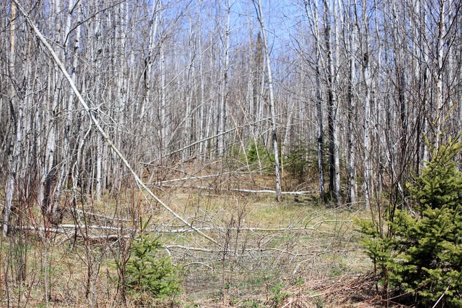 Abby Point Tract 6 photo 7