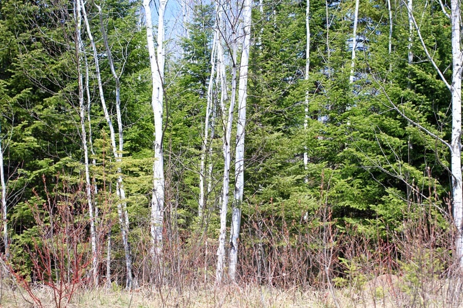 Abby Point Tract 6 photo 9