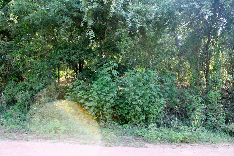 Tahitian Village Tract 961 photo 5