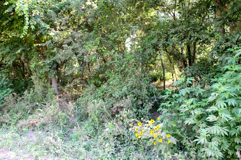 Tahitian Village Tract 961 photo 7