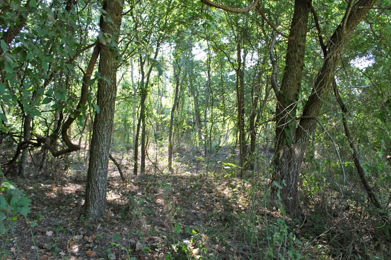 Tahitian Village Tract 961 photo 12