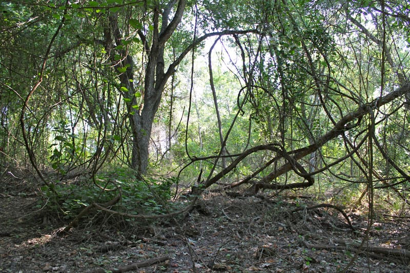 Tahitian Village Tract 961 photo 13