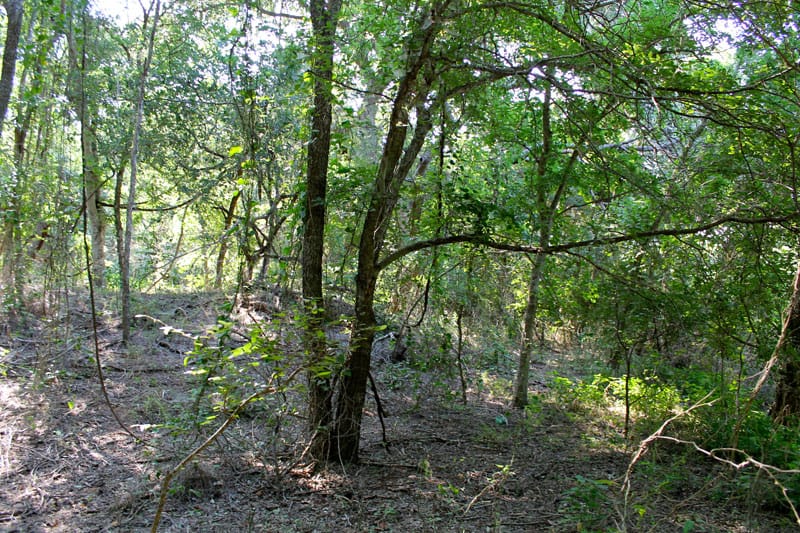 Tahitian Village Tract 961 photo 16