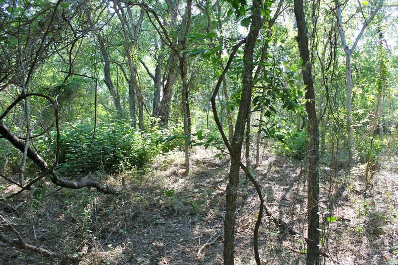 Tahitian Village Tract 961 photo 17