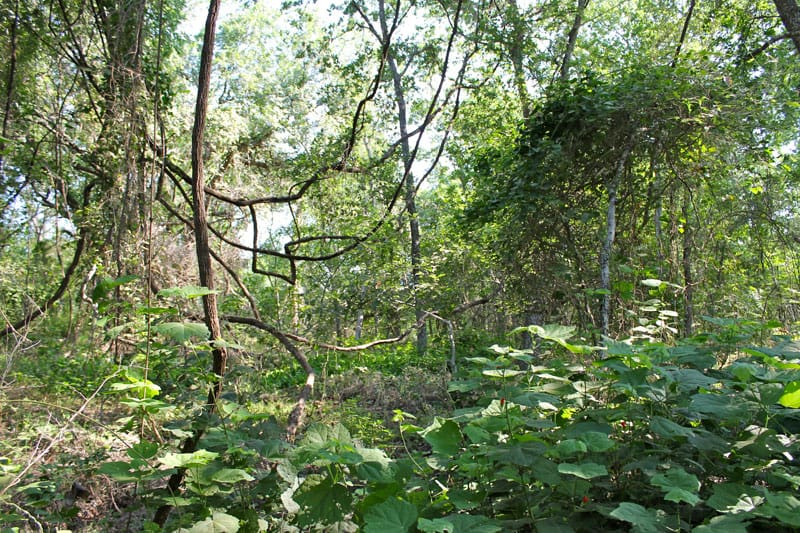 Tahitian Village Tract 961 photo 19