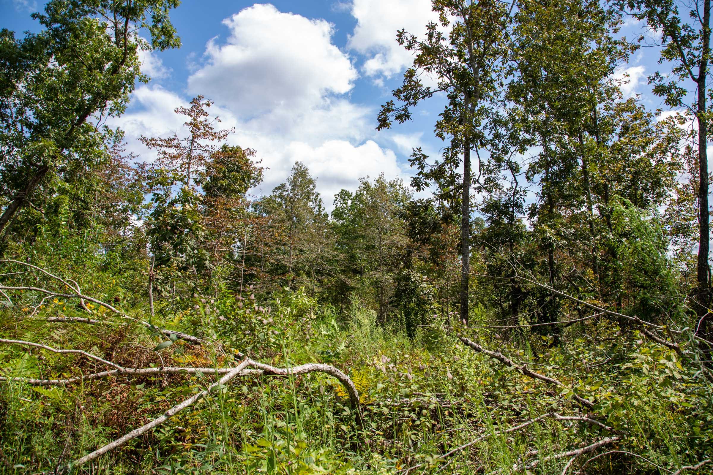 Borgmann’s Hollow Phase II Tract 51 photo 4