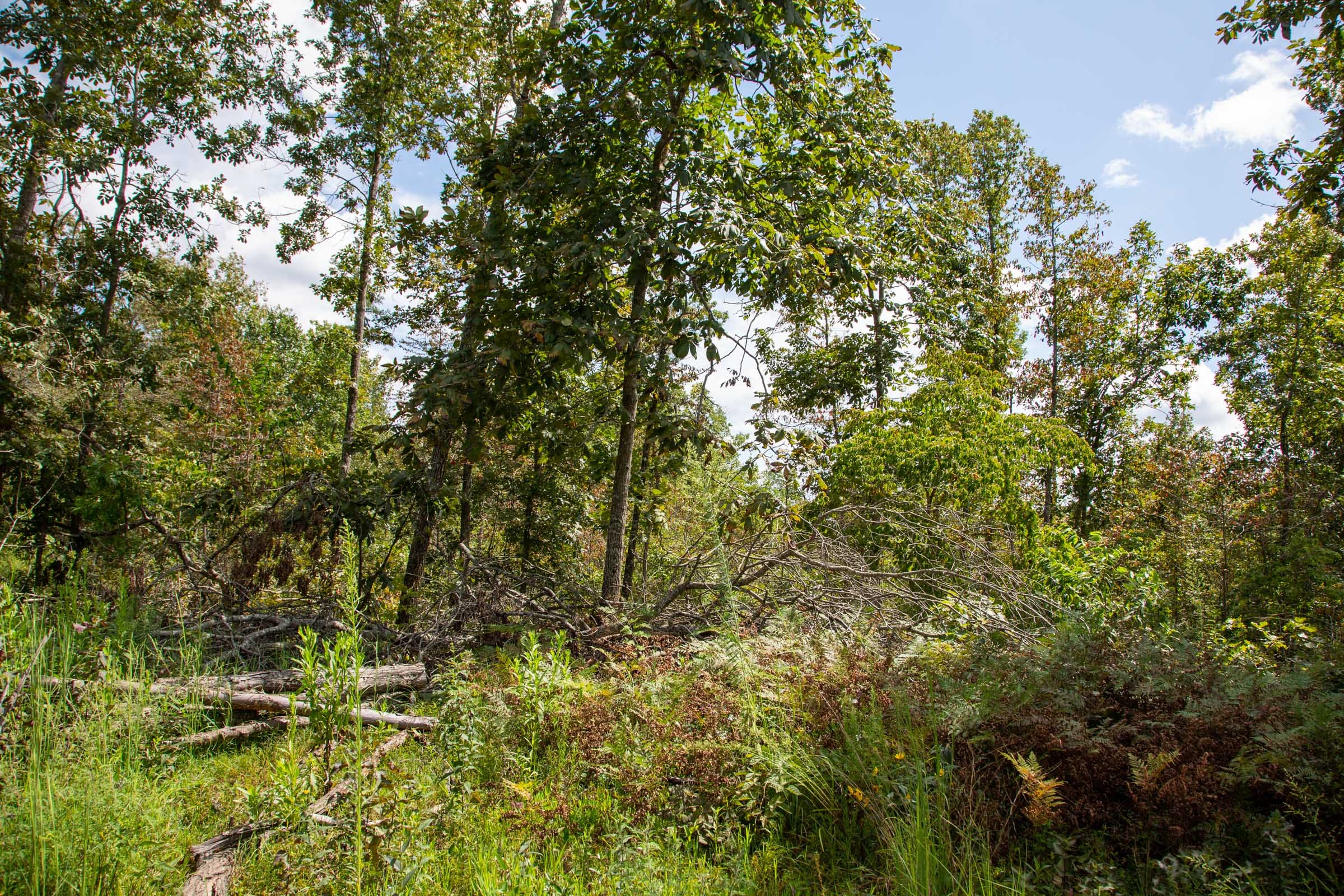 Borgmann’s Hollow Phase II Tract 51 photo 5