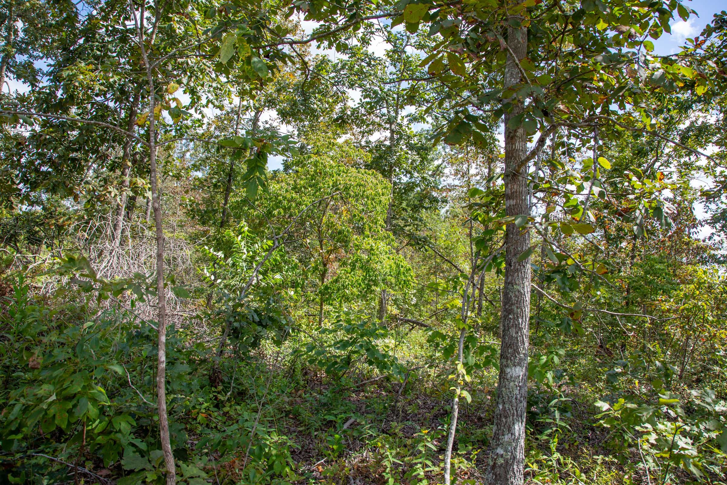 Borgmann’s Hollow Phase II Tract 51 photo 6