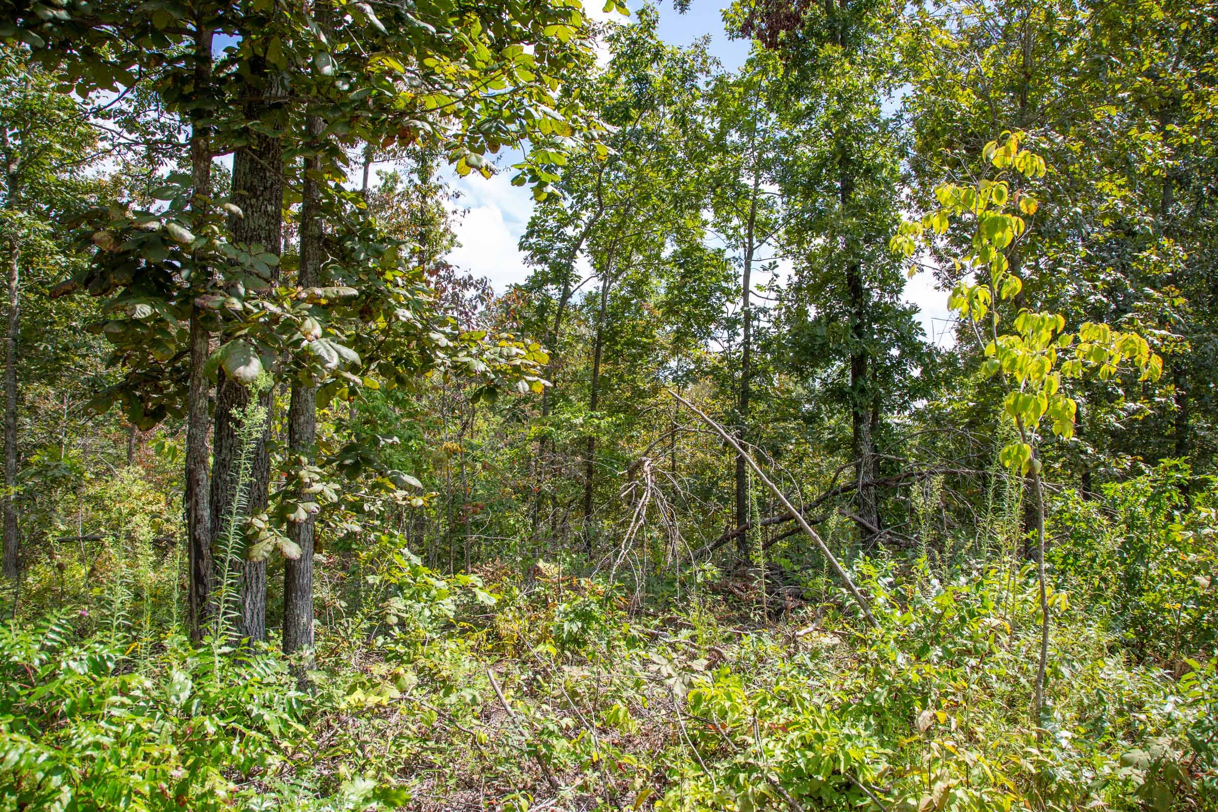 Borgmann’s Hollow Phase II Tract 51 photo 7
