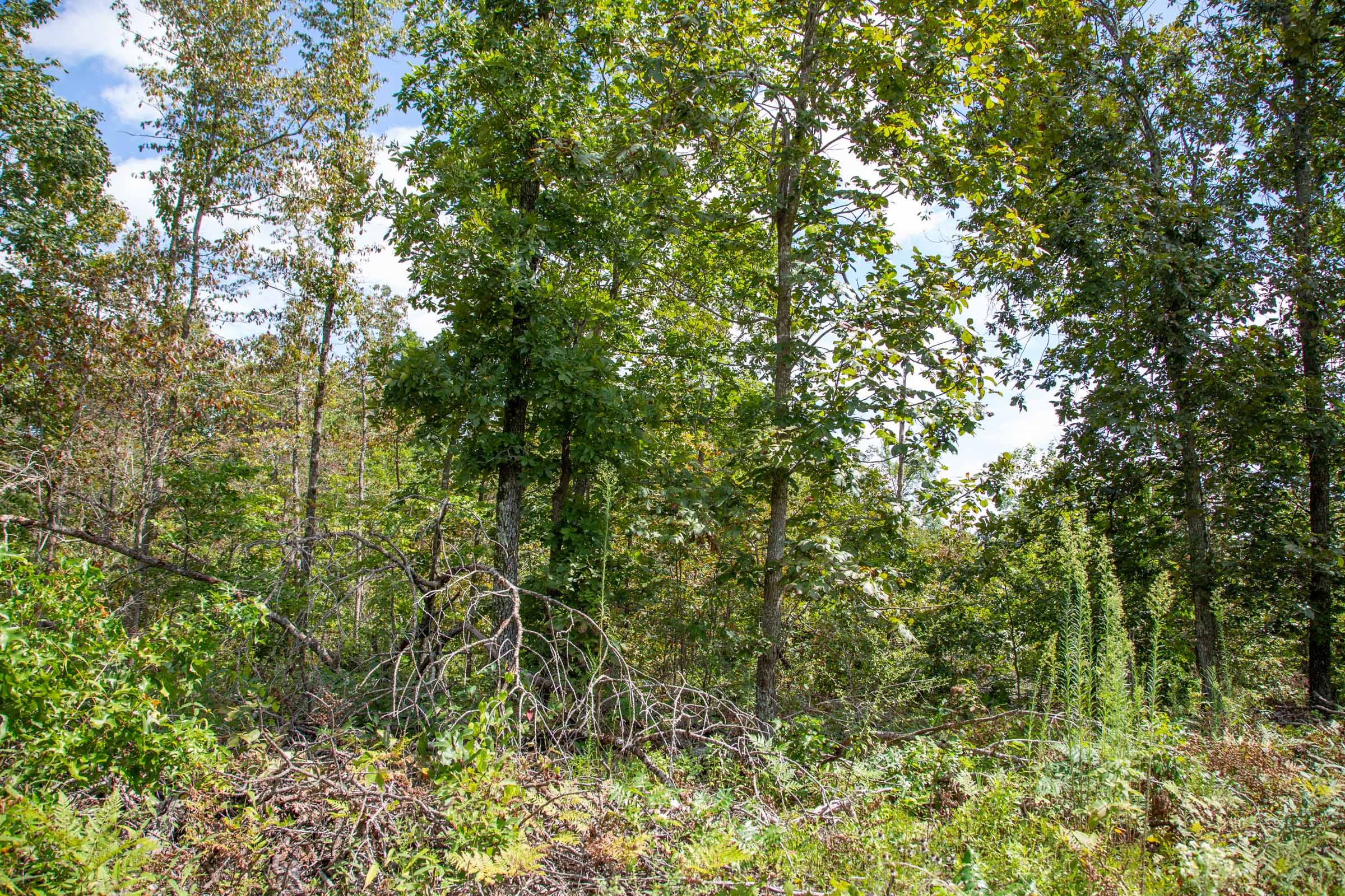 Borgmann’s Hollow Phase II Tract 51 photo 8